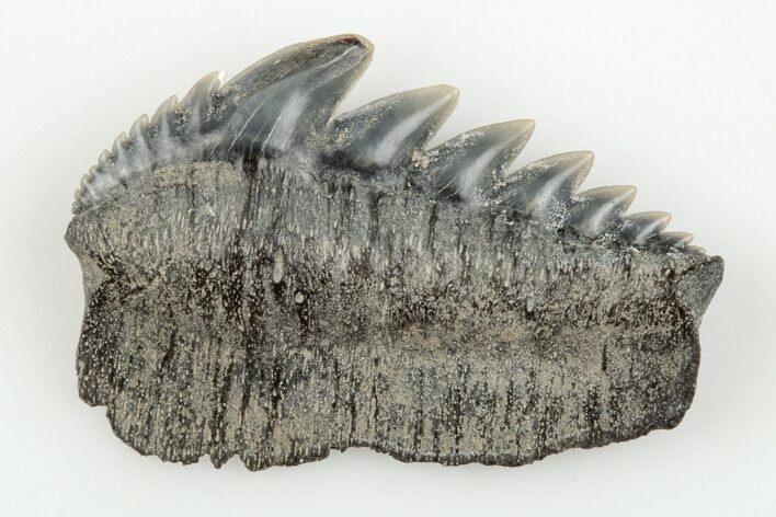 Fossil Cow Shark (Notorhynchus) Tooth - Aurora, NC #184385